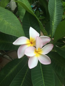 ハワイの花です。レイにするあれ！中庭に静かに咲いています。ボラさん提供です 
